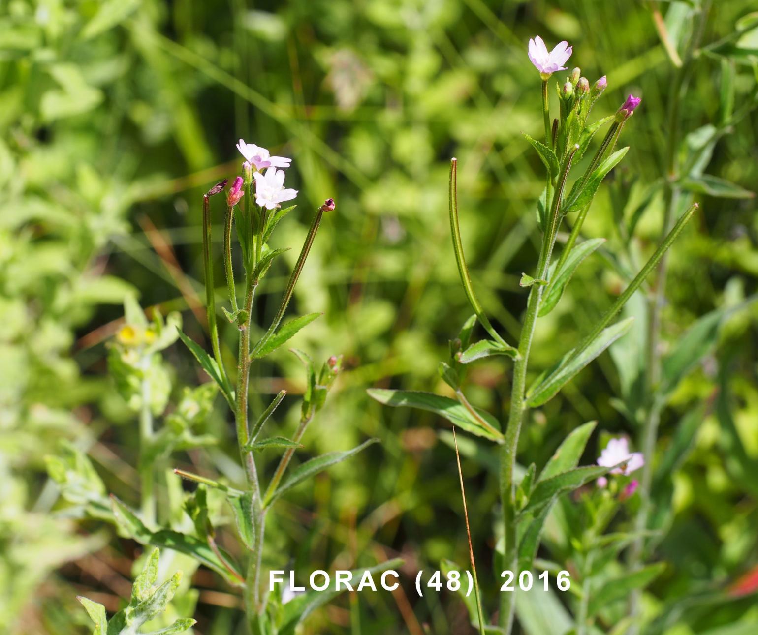 Willow-herb, Small flowered
